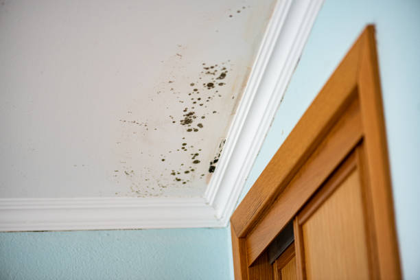 Best Commercial Mold Remediation in Roslyn, PA
